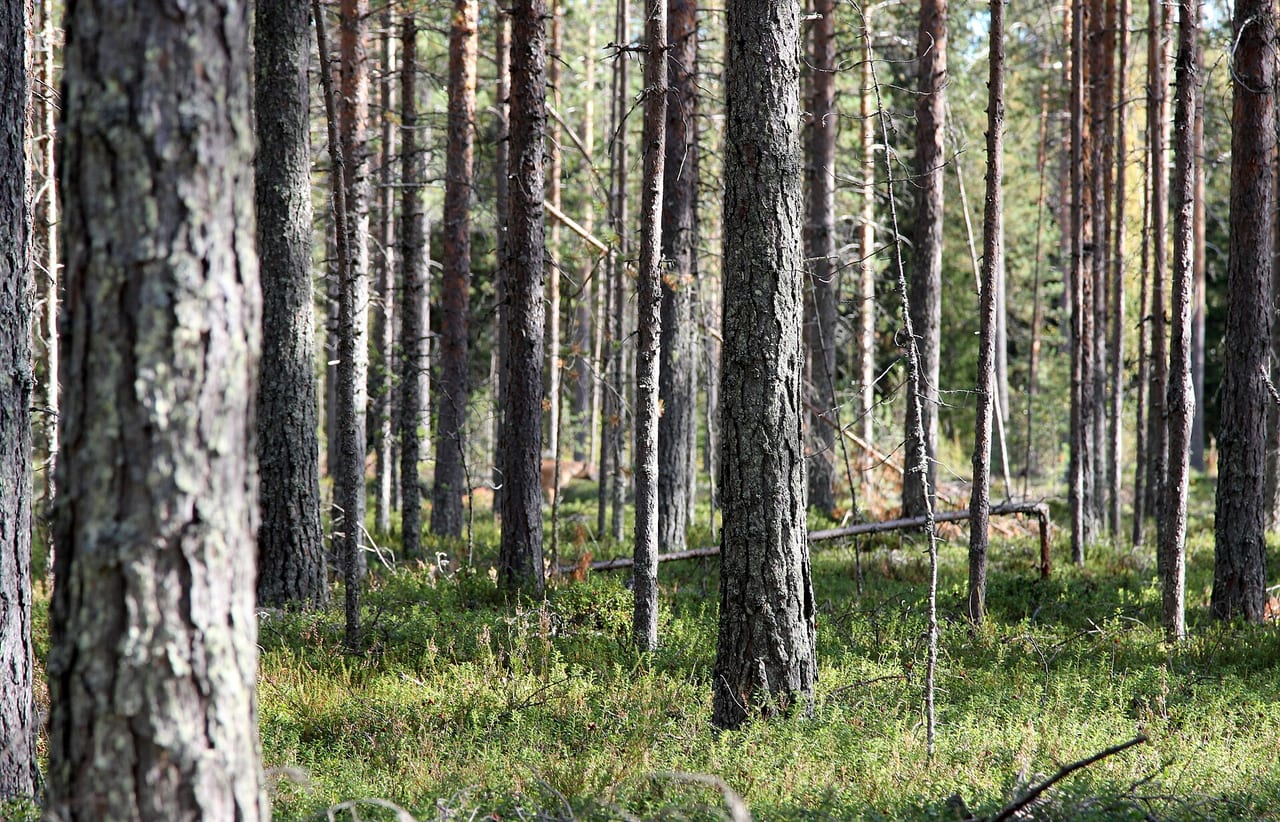 Sunlight between pine trunks in a forest in Haukipudas, Oulu, Finland.